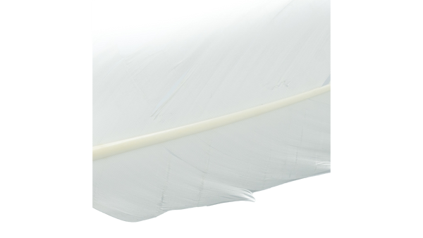 Plumes de dinde par Shor Fishing