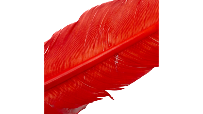Plumes de dinde par Shor Fishing