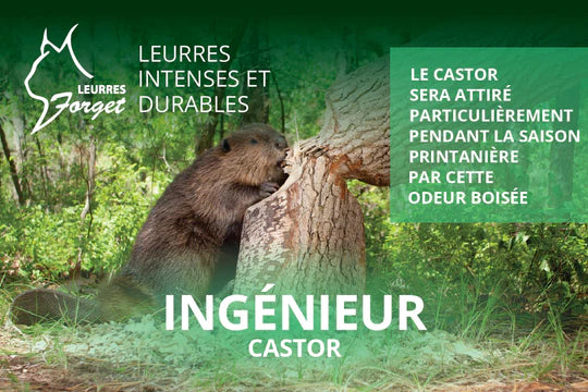 Leurre ''Ingénieur'' pour castor 120ml par Leurres Forget