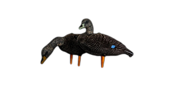 Appelants canard noir de SkyFall Decoys (Paq. de 6)