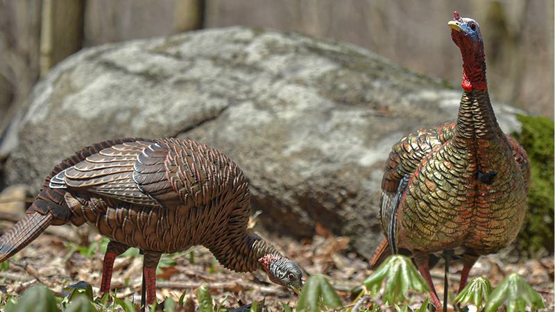 Appelants de dindon HDR Feeding Hen par Avian-X